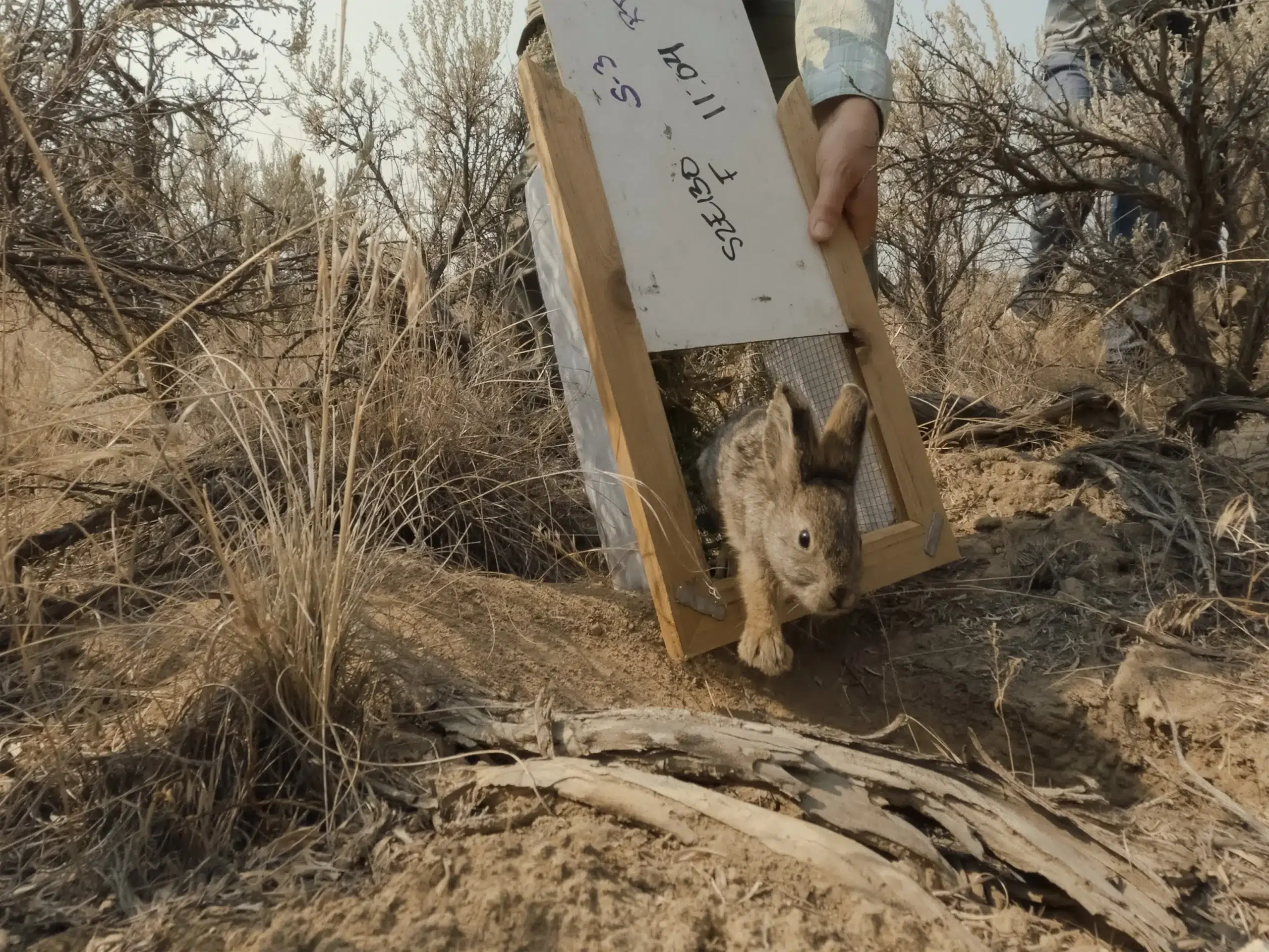 CNW Tyler Ung Pygmy Rabbit Release 1 scaled