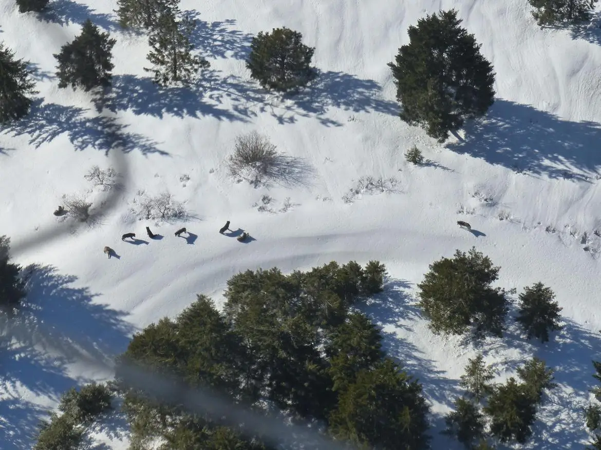 Carptenter Ridge pack aerial WDFW
