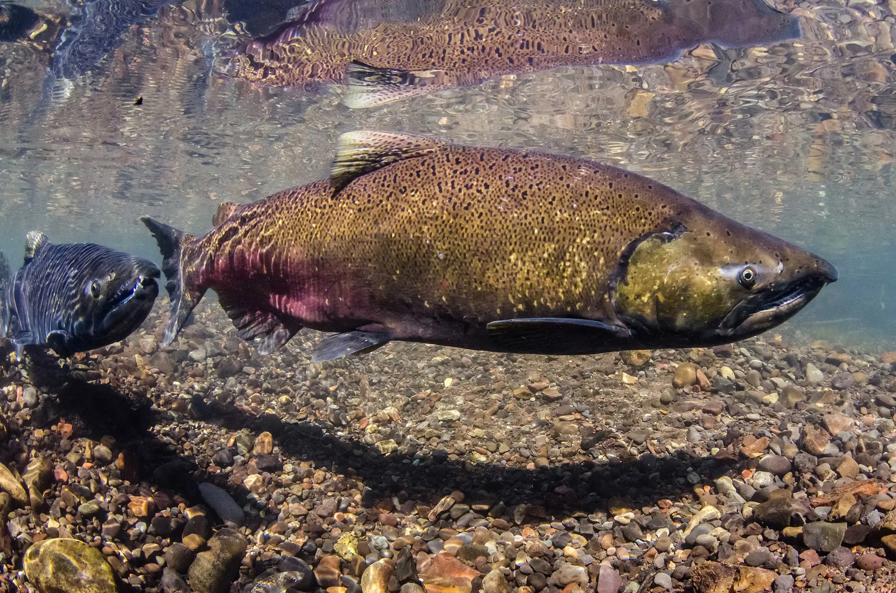 Chinook salmon 1