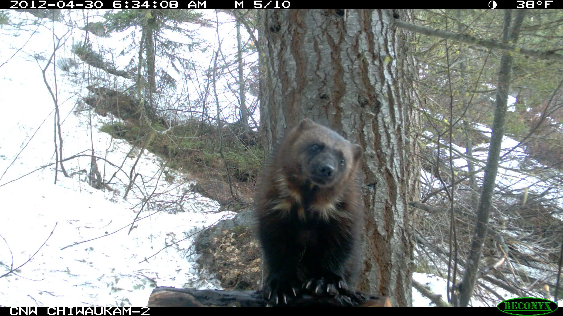 Chiwaukum Wolverine4 CWMP 2013
