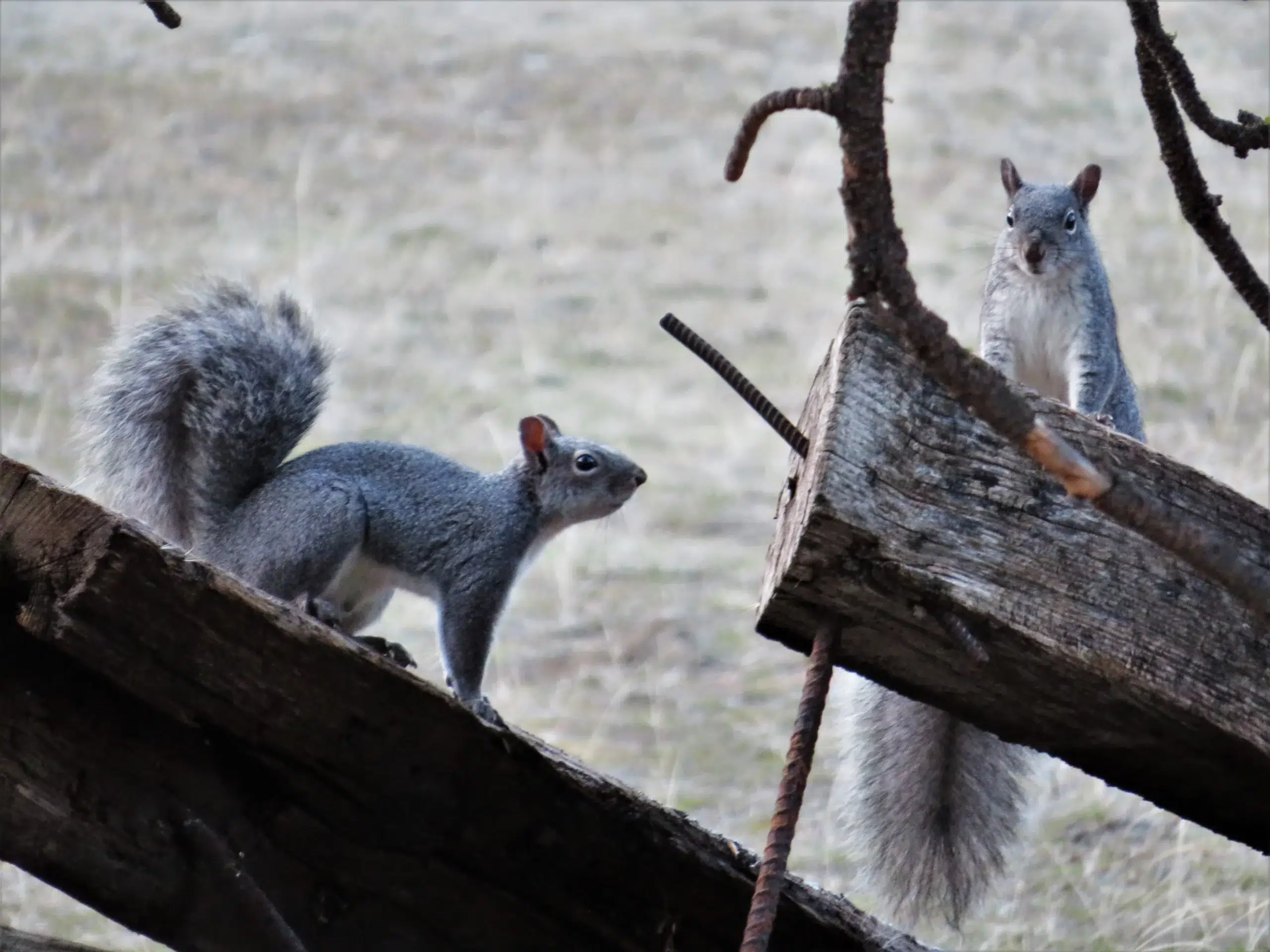 Danielson Western Grey Squirrel LOCATION DATE TAKEN 11 scaled