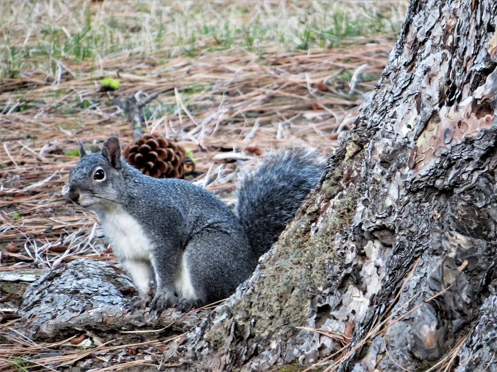 Danielson Western Grey Squirrel LOCATION DATE TAKEN 2 1