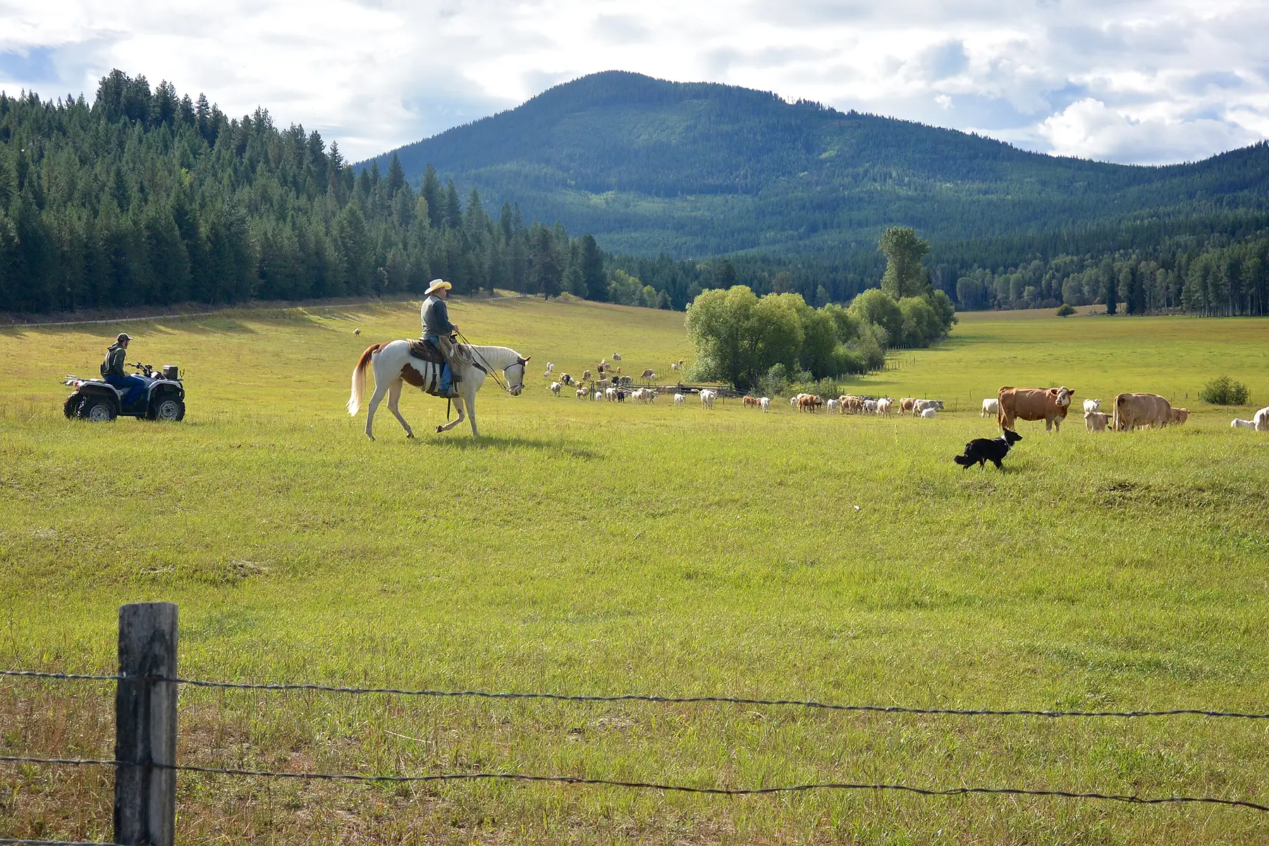 Dawson family and range rider bring in the cows on Colville National Forest in the territory of teh Smackout Wolf Pack September 2014. Photo Chase Gunnell Conservation Northwest1 1