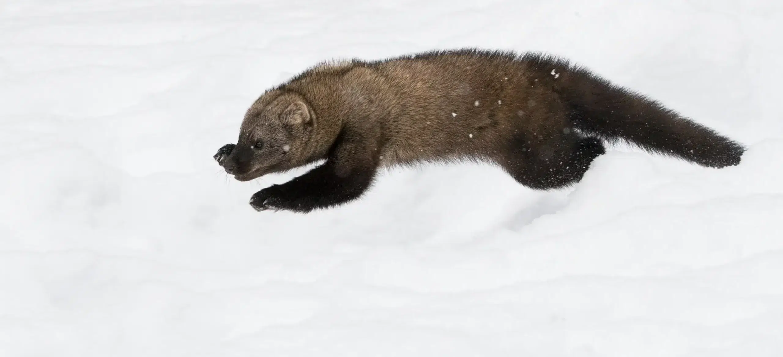 Fisher in snow at Mount Rainier National Park during CNW NPS WDFW reintroduction in Dec 2016. Photo Paul Bannick 31 scaled