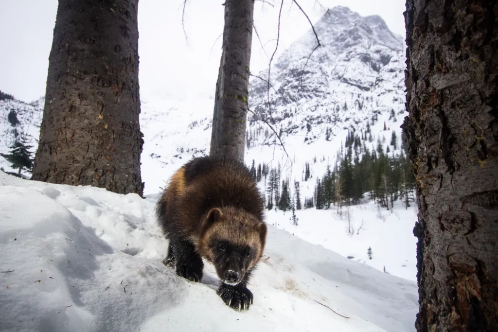 Holden area wolverine winter 2021 2. Photo David Moskowitz Cascades Wolverine Project