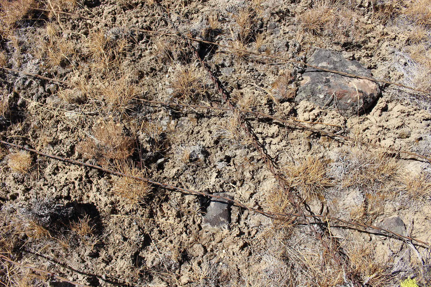 conservationnw image
