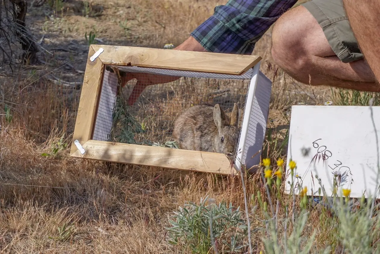 Matt releases pygmy rabbit Chase Gunnell