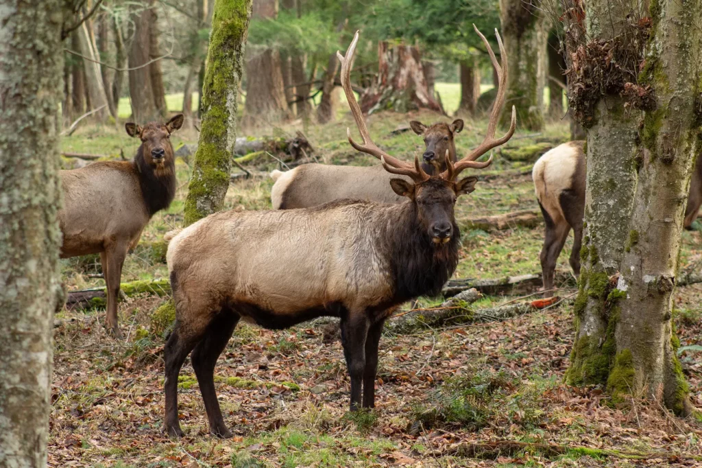 NW Trek Elk Bull Keiko Betcher