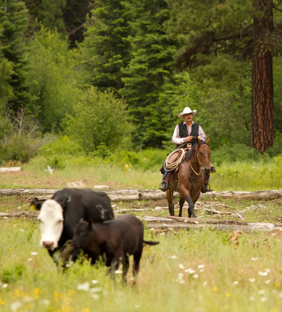 Teanaway Range Rider and cows. 2013. Photo Laura Owens 1