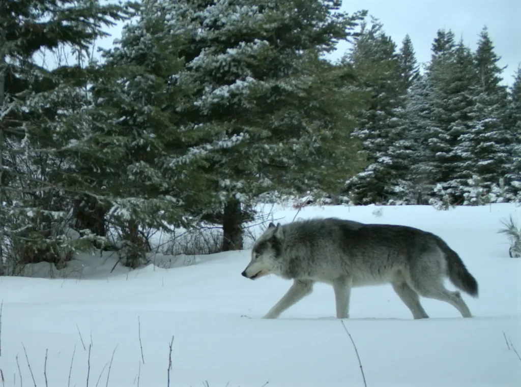 Walla Walla wolf pack alpha male. Photo ODFW 2019