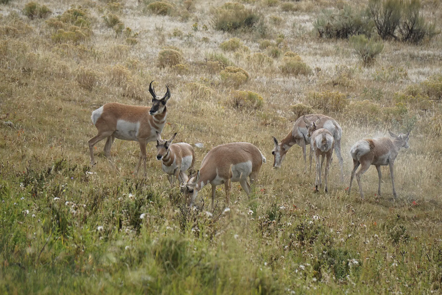 Yellowstone pronghorn herd. Photo Chase Gunnell 3 1