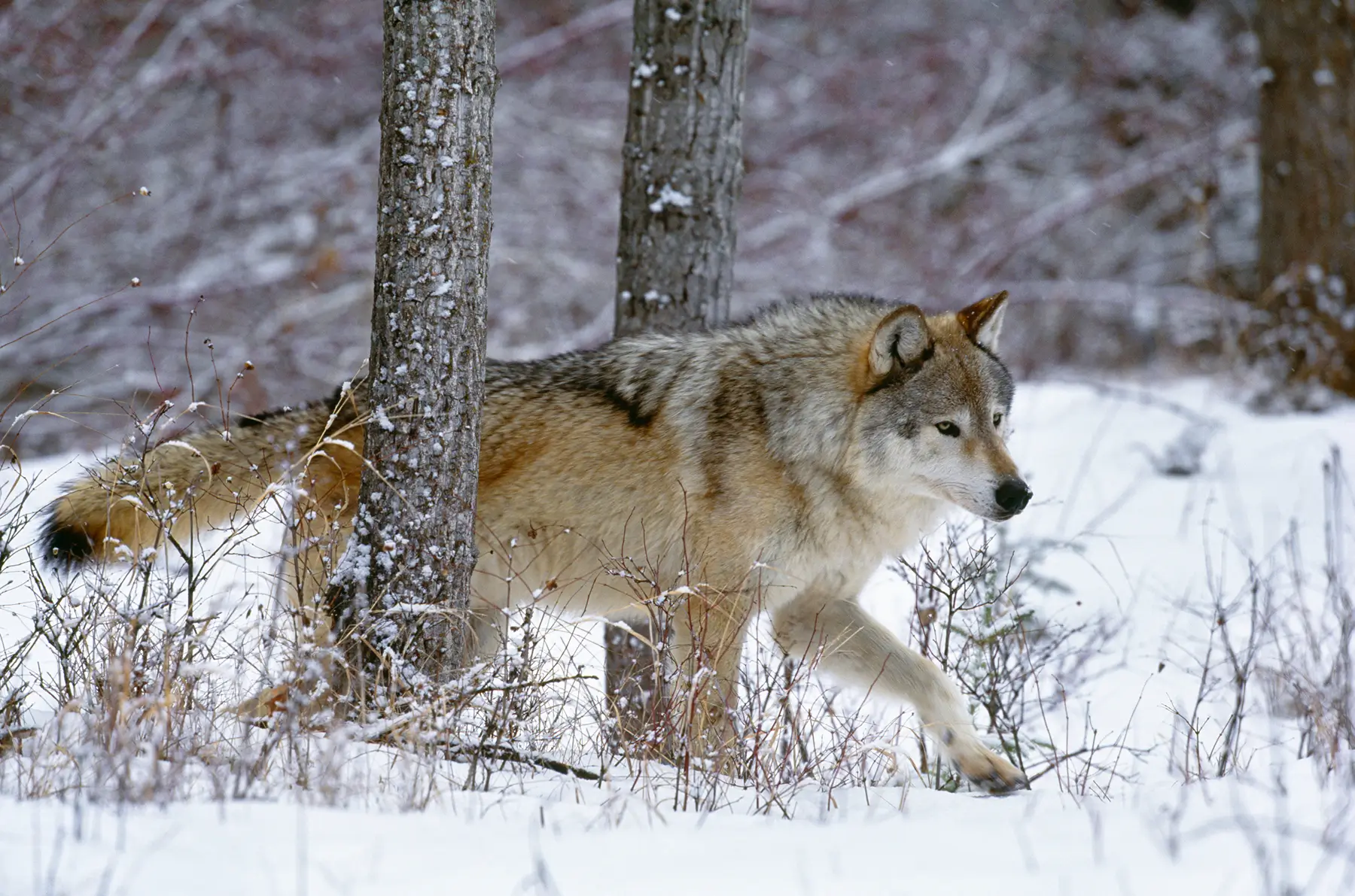 art wolfe photo wolf in snow 1
