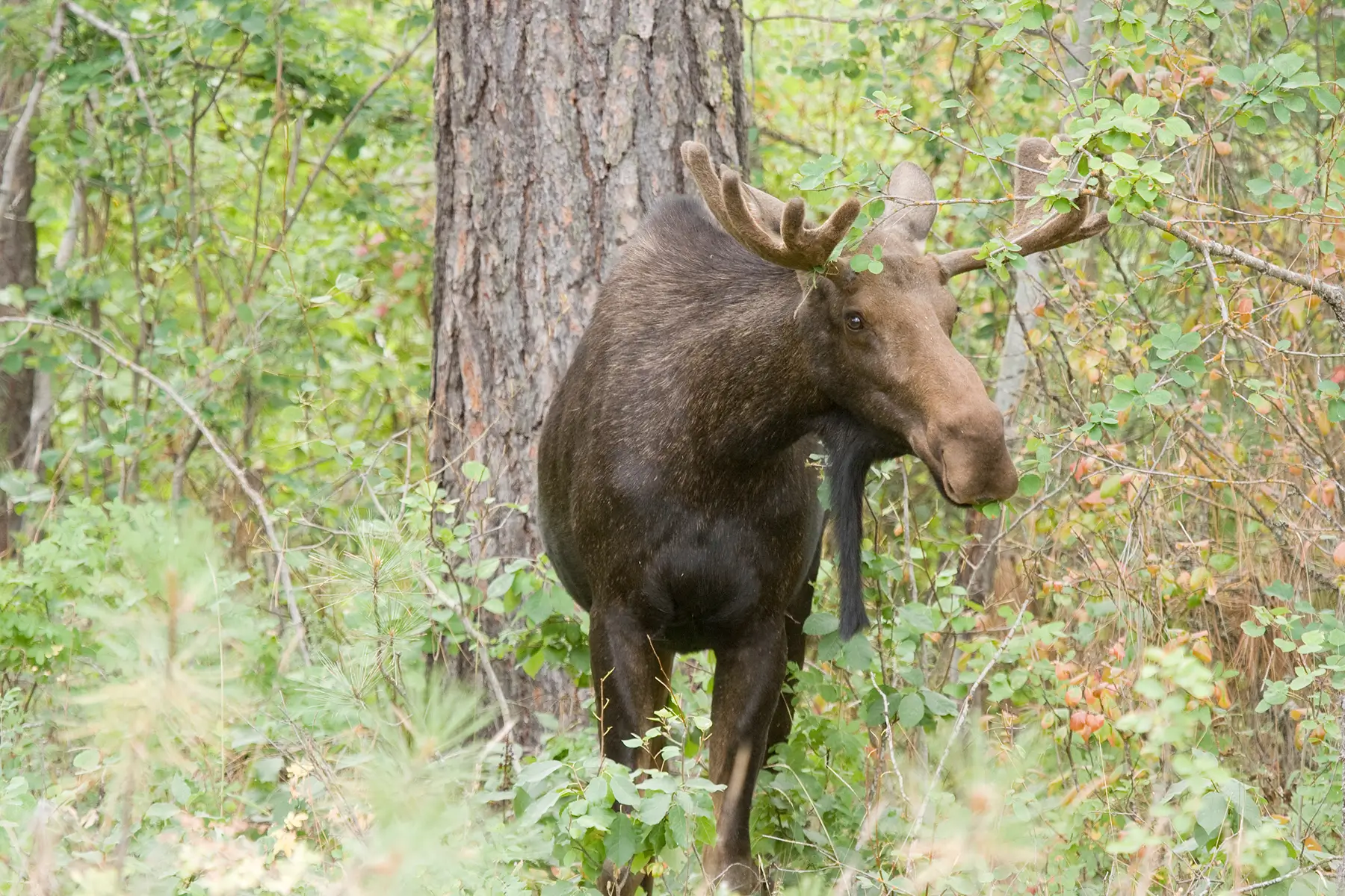 conservationnw image