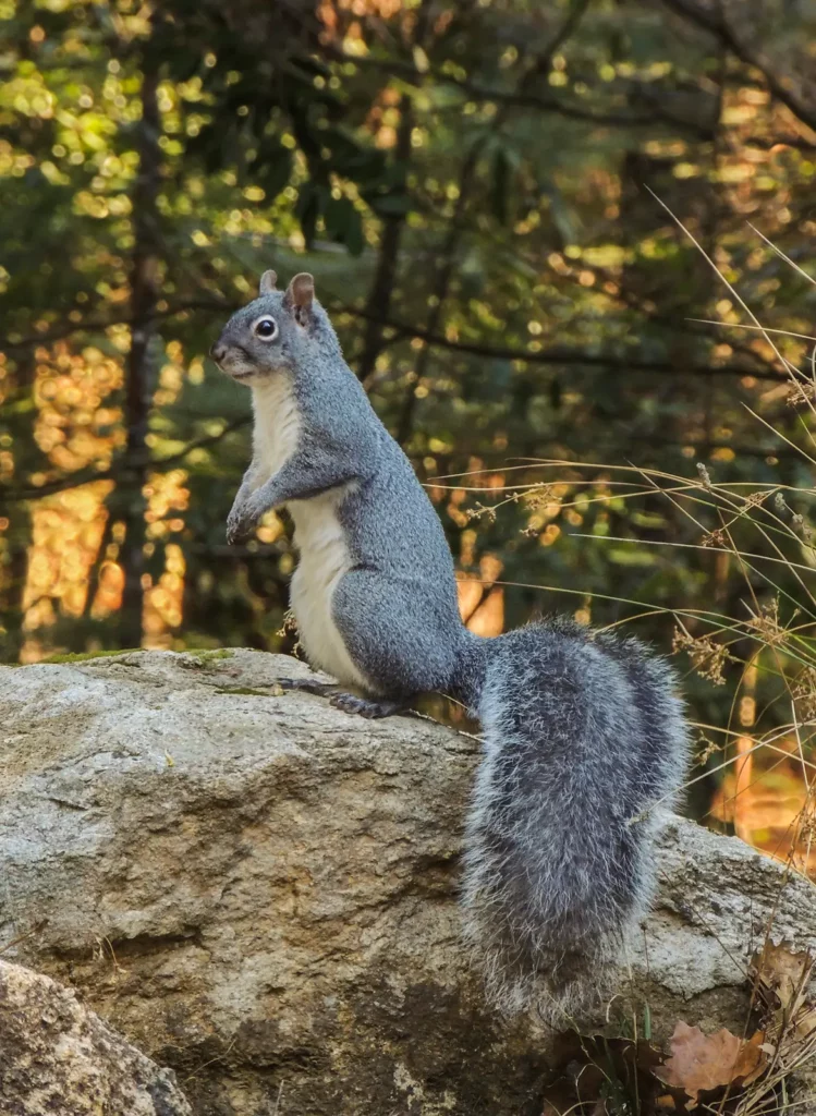 iStock 480195397 Western Gray Squirrel credit RONSAN4D 1