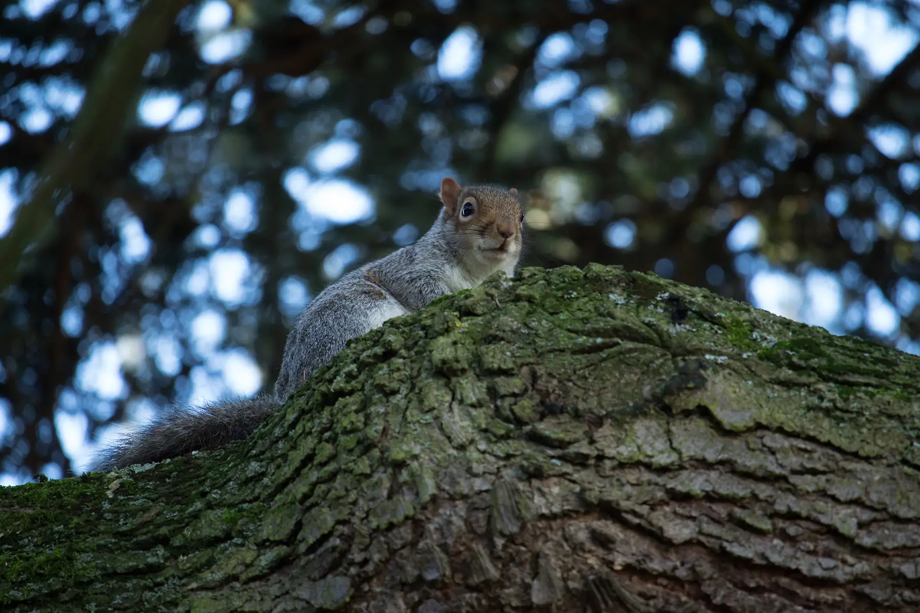 low angle closeup shot cute squirrel mossy tree trunk 1