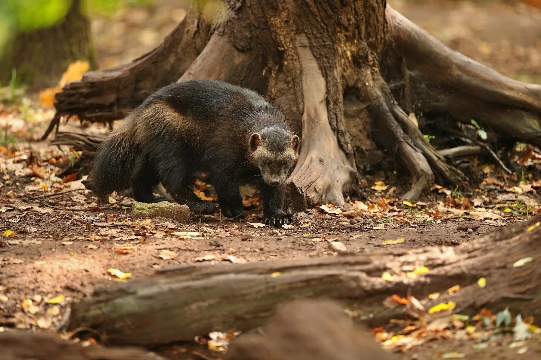 majestic wolverine front colourful background 1