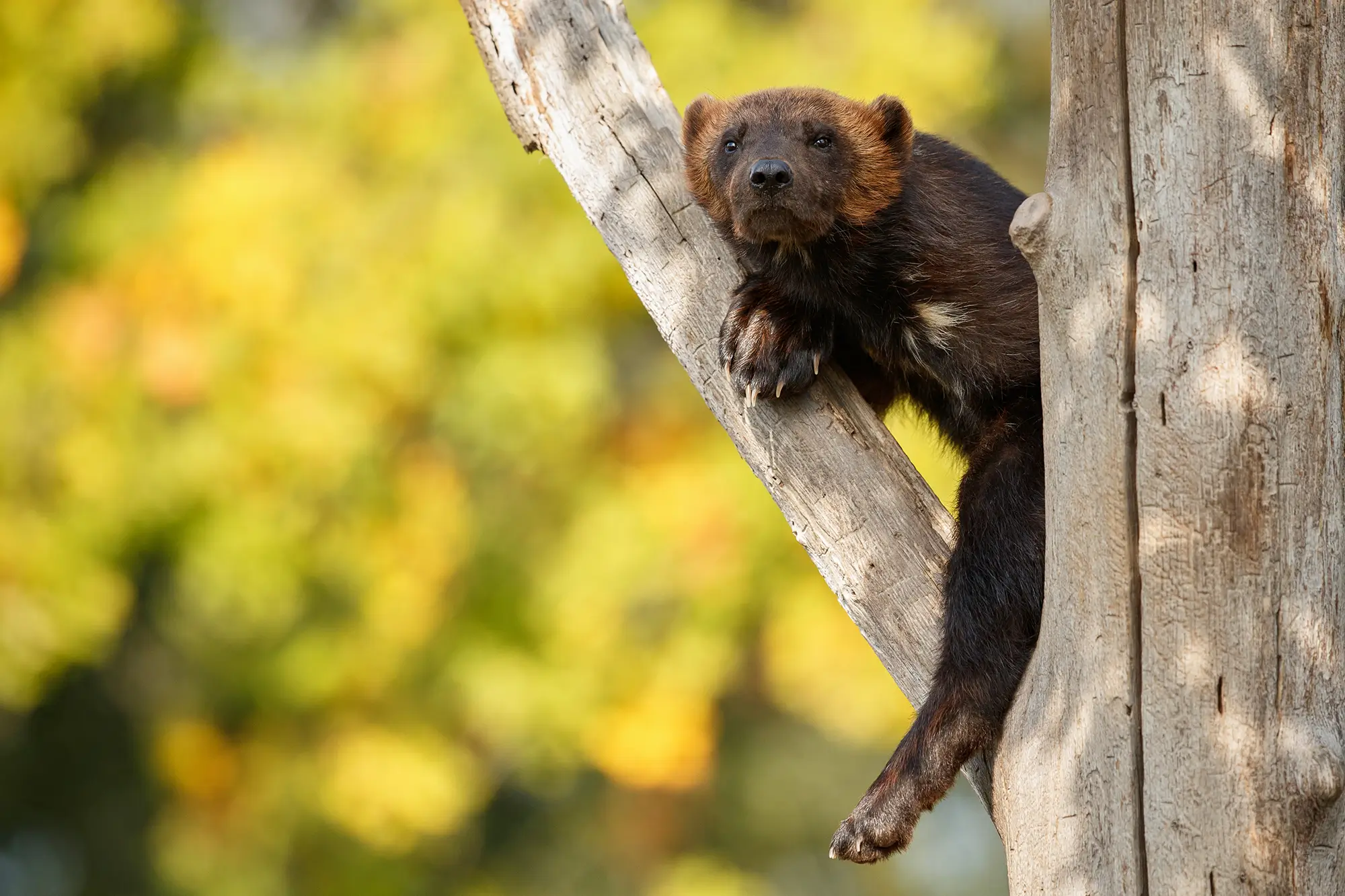 majestic wolverine hang tree front colorful nature 1 1