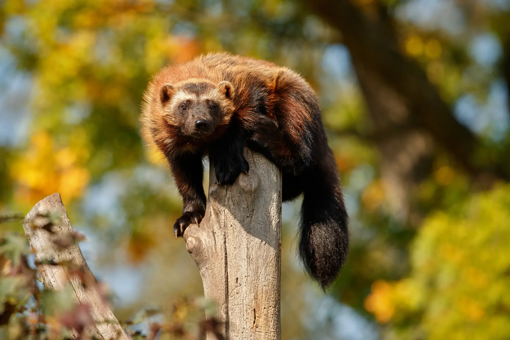 majestic wolverine hang tree front colorful nature 1