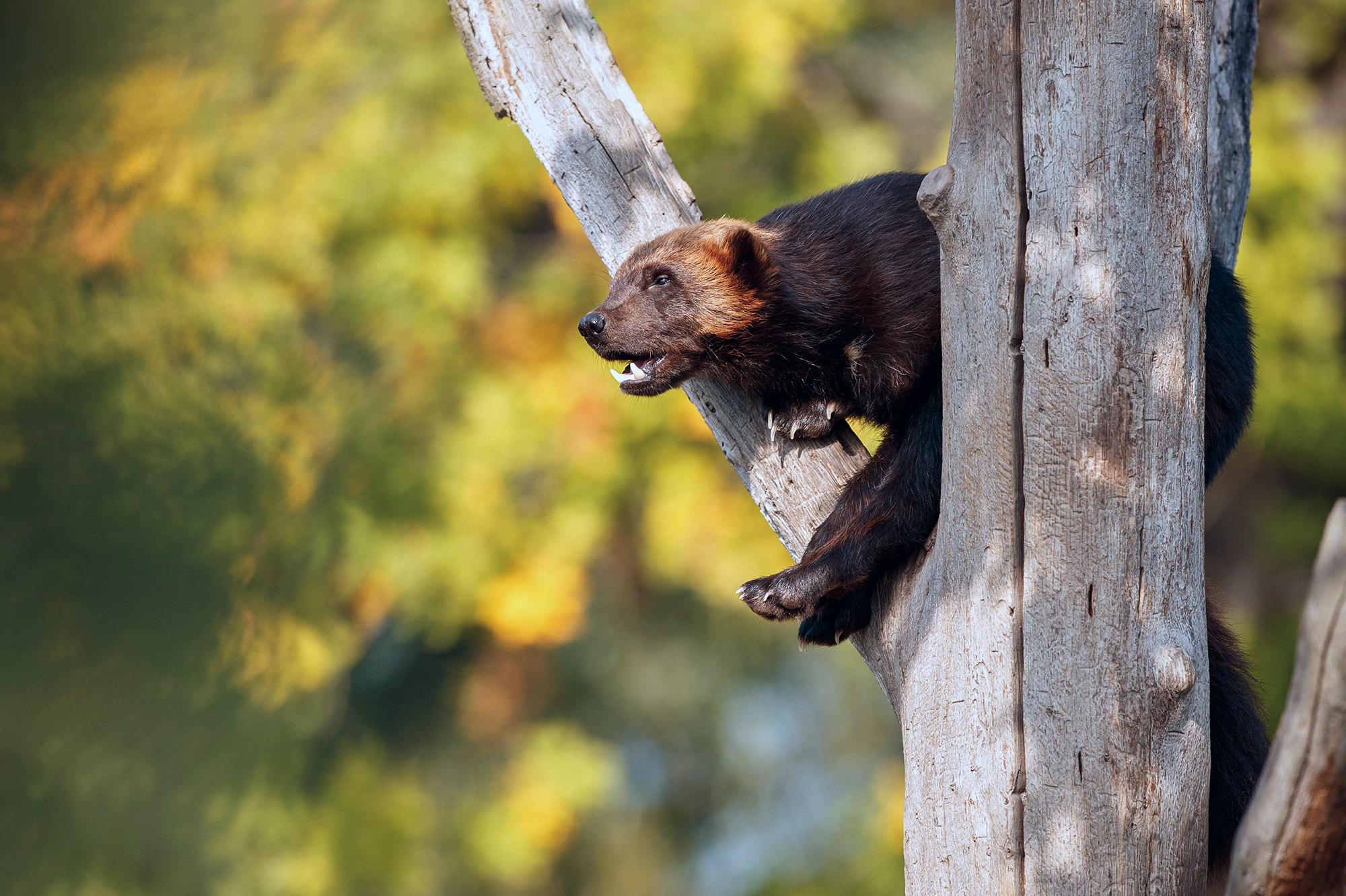majestic wolverine hang tree front colorful nature 2