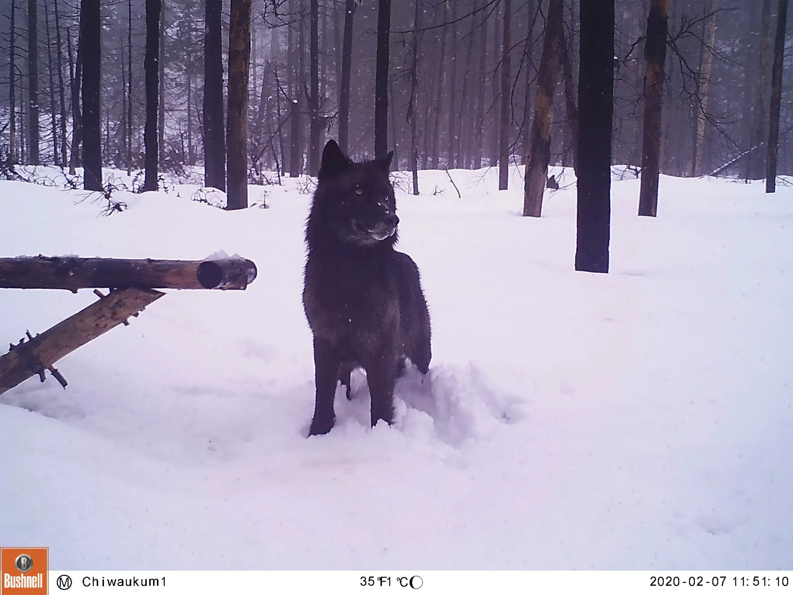 wolf1 scaled