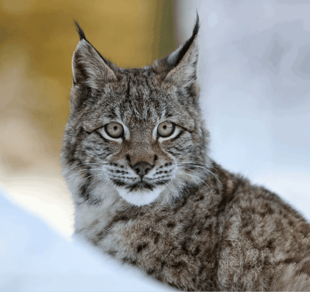 conservationnw