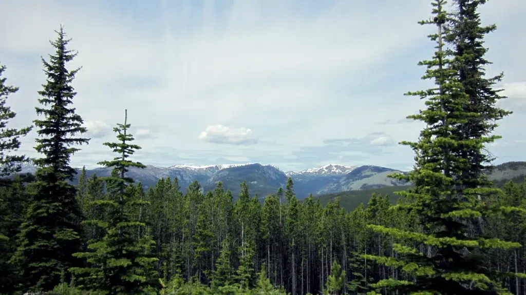 Loomis State Forest