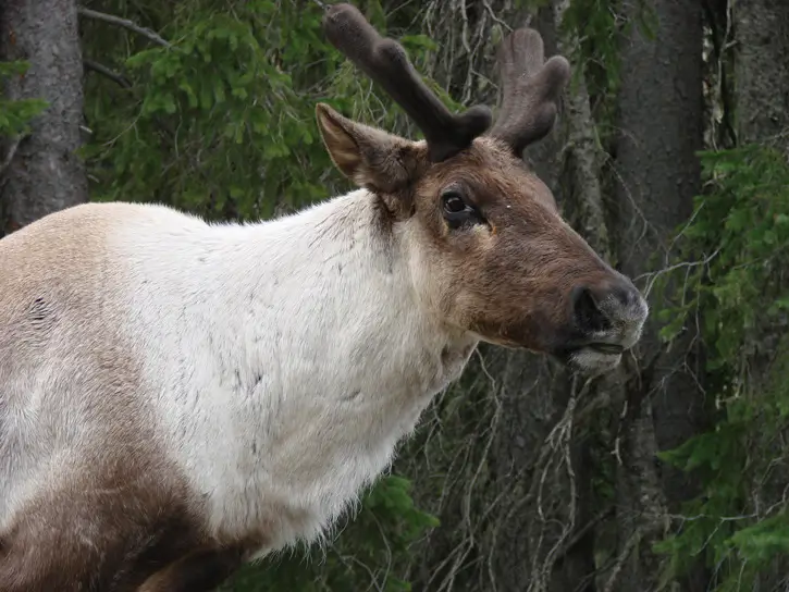 mountain caribou